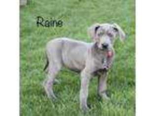 Great Dane Puppy for sale in Apple Creek, OH, USA