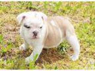Bulldog Puppy for sale in GREELEY, KS, USA