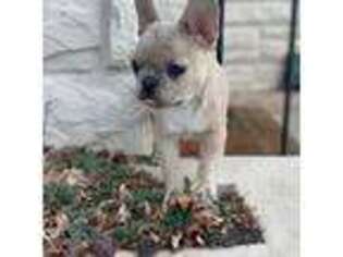 French Bulldog Puppy for sale in Pueblo, CO, USA