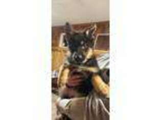 German Shepherd Dog Puppy for sale in Finley, ND, USA