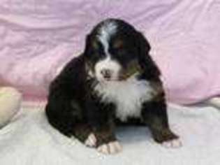 Bernese Mountain Dog Puppy for sale in Wellman, IA, USA