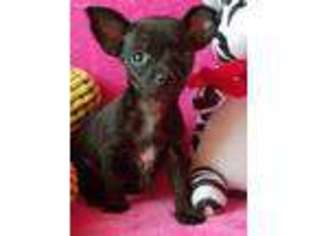 Chorkie Puppy for sale in Methuen, MA, USA