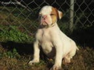 American Bulldog Puppy for sale in Newbern, TN, USA