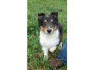Collie Puppy for sale in Spearfish, SD, USA