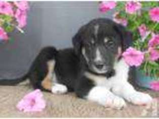 Border Collie Puppy for sale in CANTON, OH, USA