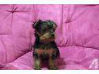 Yorkshire Terrier Puppy for sale in MONTEREY PARK, CA, USA