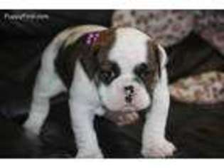 Bulldog Puppy for sale in Greenfield, MO, USA