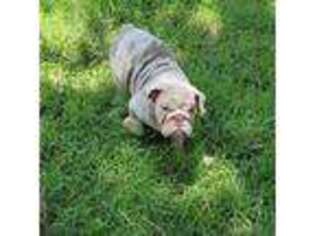 Bulldog Puppy for sale in New Caney, TX, USA