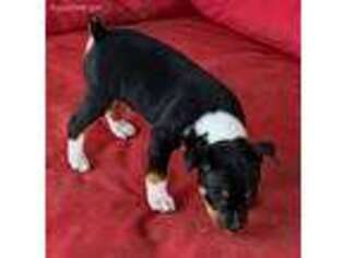 Rat Terrier Puppy for sale in Fort Pierre, SD, USA