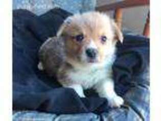 Pembroke Welsh Corgi Puppy for sale in Sardinia, OH, USA