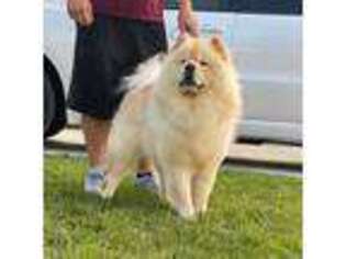 Chow Chow Puppy for sale in Kansas City, MO, USA