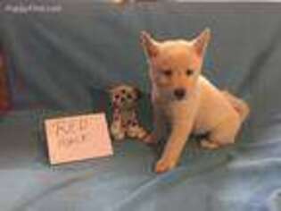 Shiba Inu Puppy for sale in Arroyo Grande, CA, USA