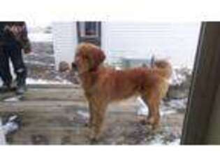 Golden Retriever Puppy for sale in Lyons, NY, USA