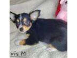Chihuahua Puppy for sale in Baltimore, MD, USA