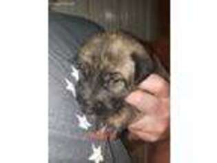 Irish Wolfhound Puppy for sale in Edgewood, IL, USA