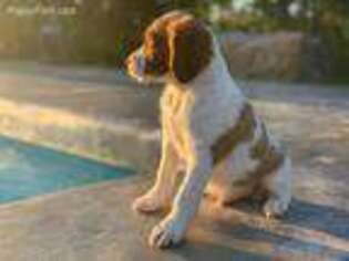 Brittany Puppy for sale in Sand Springs, OK, USA
