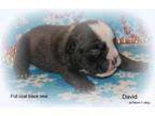 Bulldog Puppy for sale in CARROLLTON, TX, USA