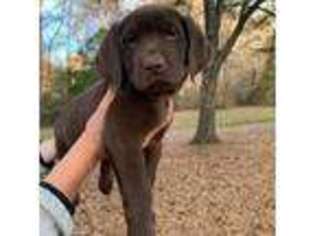 Labrador Retriever Puppy for sale in Travelers Rest, SC, USA