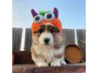 Pembroke Welsh Corgi Puppy for sale in Joplin, MT, USA
