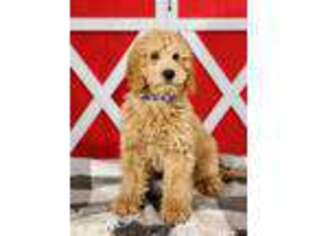 Goldendoodle Puppy for sale in Frankfort, KS, USA
