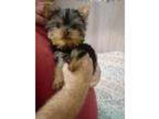 Yorkshire Terrier Puppy for sale in West Des Moines, IA, USA