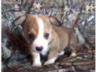 Pembroke Welsh Corgi Puppy for sale in Donnellson, IA, USA
