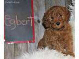 Labradoodle Puppy for sale in Millerstown, PA, USA