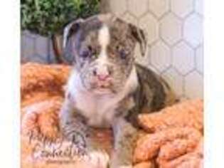 Alapaha Blue Blood Bulldog Puppy for sale in Ligonier, IN, USA