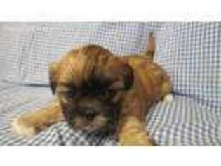 Mutt Puppy for sale in Bealeton, VA, USA