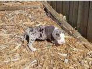 Alapaha Blue Blood Bulldog Puppy for sale in Bellevue, NE, USA