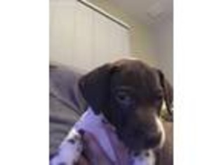 German Shorthaired Pointer Puppy for sale in Fontana, CA, USA
