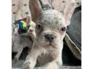 French Bulldog Puppy for sale in Indian Trail, NC, USA