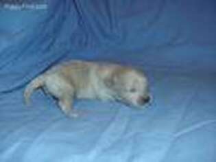 Mutt Puppy for sale in Interlochen, MI, USA