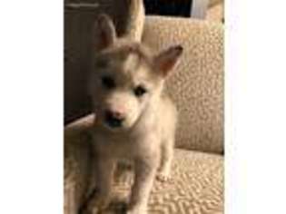 Siberian Husky Puppy for sale in Ypsilanti, MI, USA