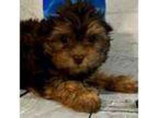 Yorkshire Terrier Puppy for sale in Mertzon, TX, USA