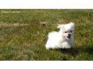 Maltese Puppy for sale in Canonsburg, PA, USA
