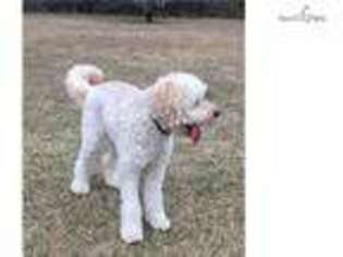 Goldendoodle Puppy for sale in Dothan, AL, USA