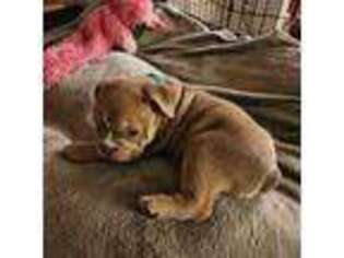Bulldog Puppy for sale in West Orange, NJ, USA