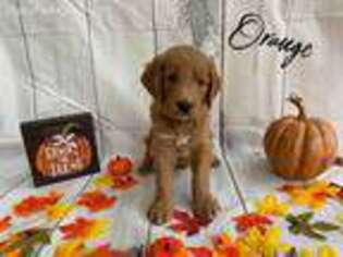Goldendoodle Puppy for sale in Bradenton, FL, USA