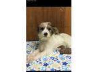 Biewer Terrier Puppy for sale in Valdosta, GA, USA