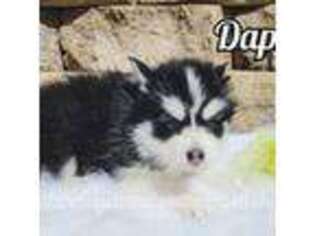 Mutt Puppy for sale in Iowa Falls, IA, USA