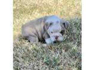 Bulldog Puppy for sale in Tulsa, OK, USA