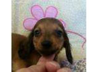 Dachshund Puppy for sale in Batesburg, SC, USA