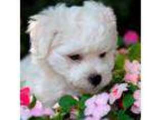 Bichon Frise Puppy for sale in Lindale, TX, USA