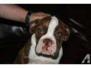 Bulldog Puppy for sale in RIALTO, CA, USA