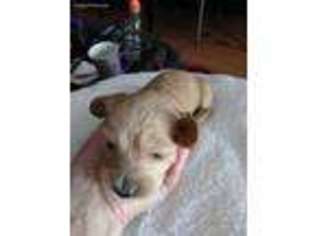 Dachshund Puppy for sale in Pueblo, CO, USA