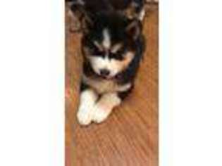 Siberian Husky Puppy for sale in Federal Way, WA, USA