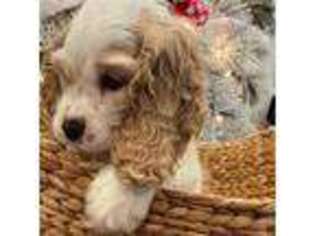 Cocker Spaniel Puppy for sale in Marengo, OH, USA