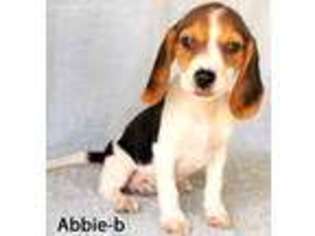 Beagle Puppy for sale in San Jose, CA, USA