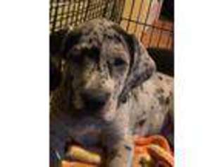 Great Dane Puppy for sale in Leesburg, FL, USA